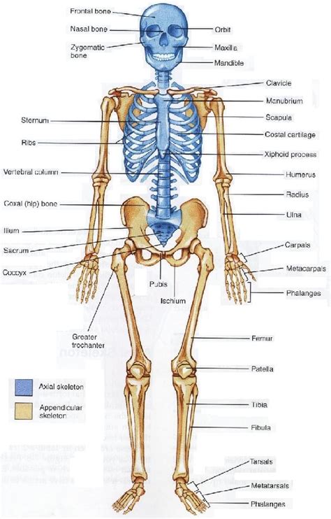 Figure Structure Skeleton Human Anatomy And Physiology Skeletal