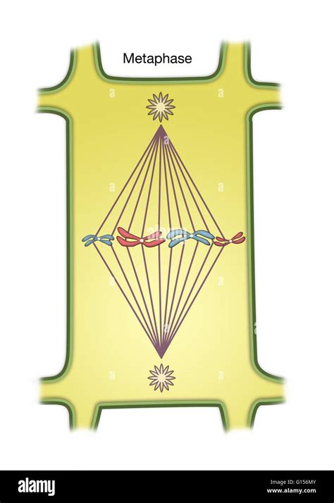 Diagram Of Metaphase Of Mitosis In A Plant Cell Stock Photo Alamy