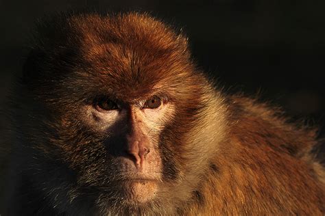 Berberaffe Foto And Bild Tiere Von A Bis Z Affen Zoo Bilder Auf