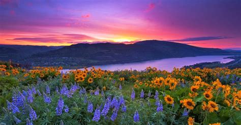 Wildflower Hikes Beautiful Landscapes Oregon Travel Scenery