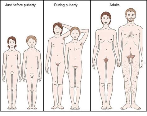 What Happens In Puberty Informedhealth Org
