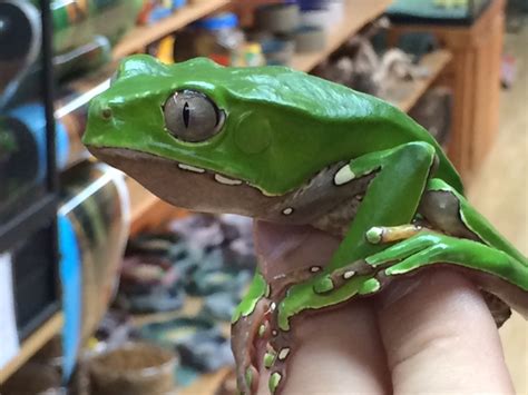 Bicolor Monkey Tree Frogs For Sale Snakes At Sunset
