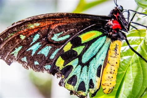 Multi Colored Butterfly Stock Image Image Of Black Bright 34820207