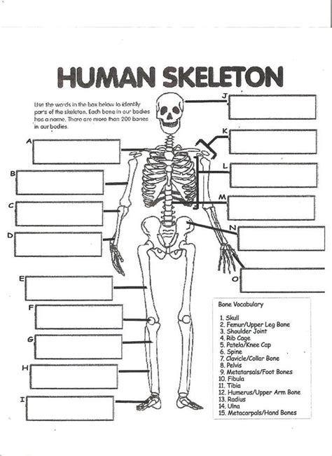 Skeletal System Test 902 Plays Quizizz