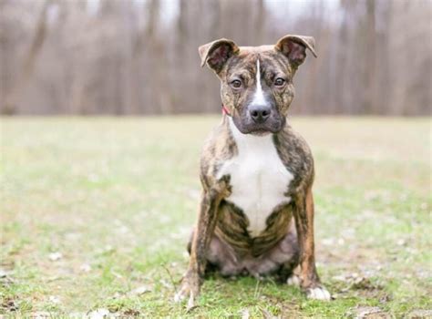 Brindle Pitbull Facts History And Origin With Pictures Pet Keen