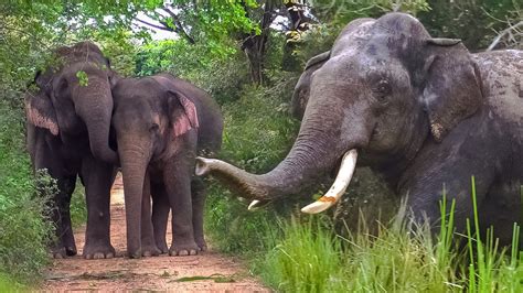 This Is What A Sanctuary For Elephants In Sri Lanka Look Likemajestic