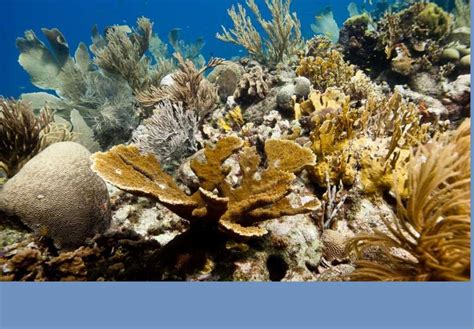 New Un Multi Partner Trust Fund For Coral Reefs United Nations