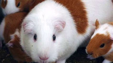 All About Giant Guinea Pigs Youtube