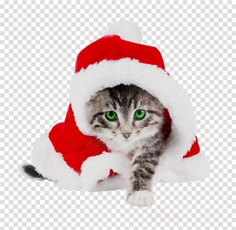 Download High Quality Christmas Hat Transparent Cat Transparent Png