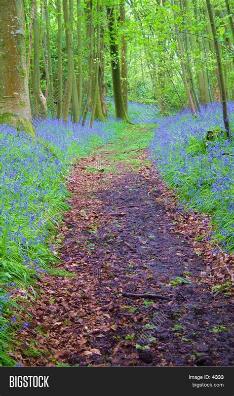 Bluebell Path Image And Photo Free Trial Bigstock