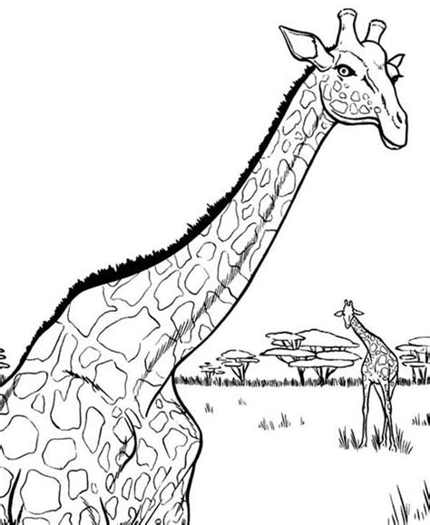 African Giraffe Coloring Page Netart