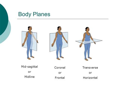Frontal Plane Definition Anatomy Definitiont