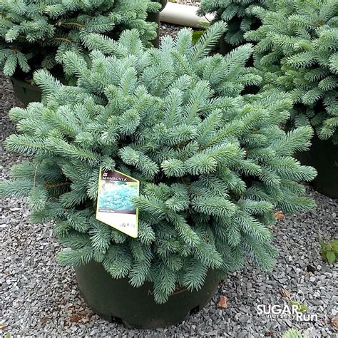 Dwarf Blue Spruce Size Outstanding Addition To The Landscape