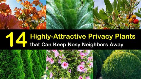 Privacy Bushes Backyard Privacy 10 Best Plants To Grow Bob Vila You