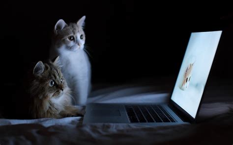 Hp and amd can help. cat, Laptop, Humor, Bed Wallpapers HD / Desktop and Mobile ...