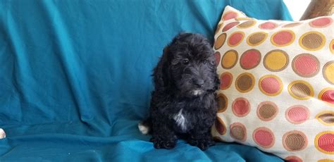 Meet our beautiful cockapoo puppies below! Cockapoo Puppies For Sale | Canton, OH #303746 | Petzlover