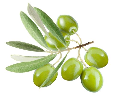 Olive Wallpapers Wallpaper Cave