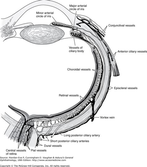 Anatomy And Embryology Of The Eye Ento Key