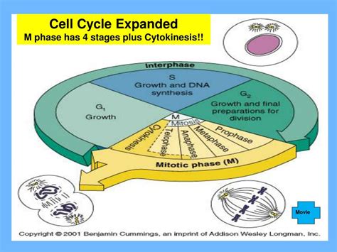 Stages Of Mitosis Worksheet