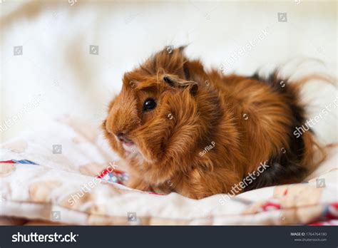 Peruvian Guinea Pig 1202 รายการ ภาพ ภาพสต็อกและเวกเตอร์ Shutterstock