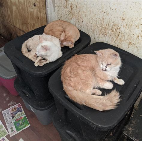 Massive Cat Hoarding Case — Missouri Coalition Of Animal Care Organizations