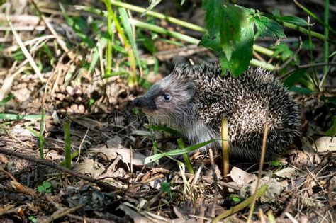 Hedgehog In The Forest Stock Image Image Of Wildlife 19013529