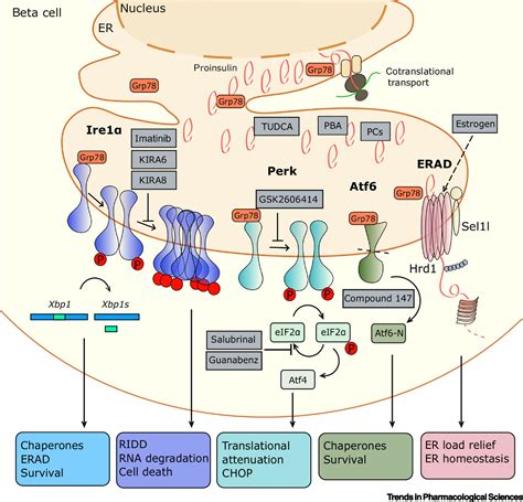 Pharmacological Targeting Of Endoplasmic Reticulum Stress In Pancreatic