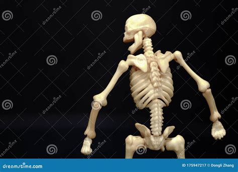Closeup View Isolated Plastic Toy Skeleton On Black Background Stock