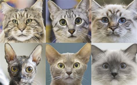 Seven Personality And Behaviour Traits Identified In Cats