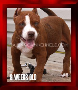 Male red nose pit bull puppy for sale. XXL RED PITBULL BULLY PUPPY FOR SALE « Bully Classifieds ...