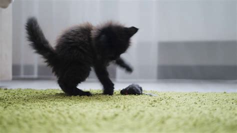 Cute Black Kitten Playing With Soft Mouse Toy On A Carpet Stock Video