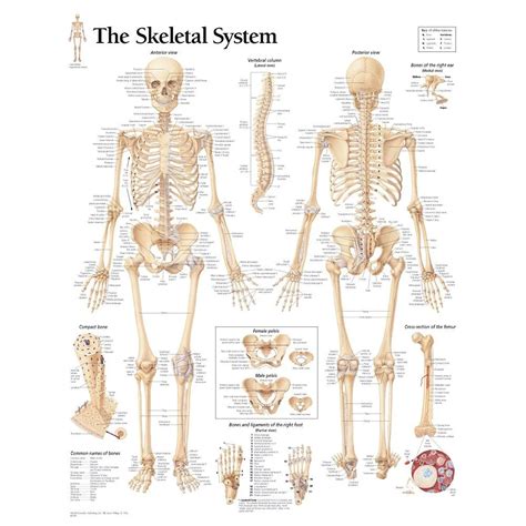 Human Skeleton Model With Skeletal System Chart Human Skeleton Model Education Poster
