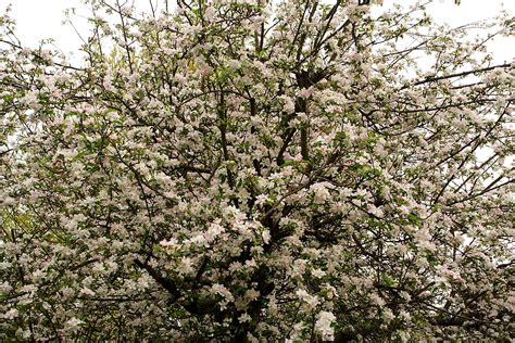 Apple Flowers Tree Flowers Free Nature Pictures By Forestwander