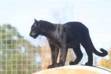 Big cat rescue is an accredited sanctuary dedicated to providing a permanent home for rescued big cats. Wisconsin Big Cat Rescue | Rescuing Tigers, Lions & Leopards