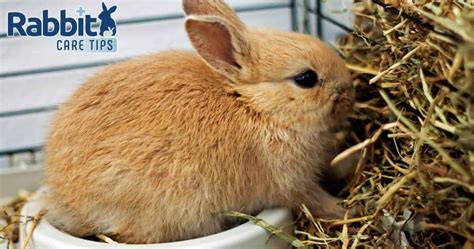 Choosing The Best Hay And Grass For Your Rabbit Rabbit Care Tips