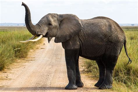 20x30 Poster Afrikanischer Elefant