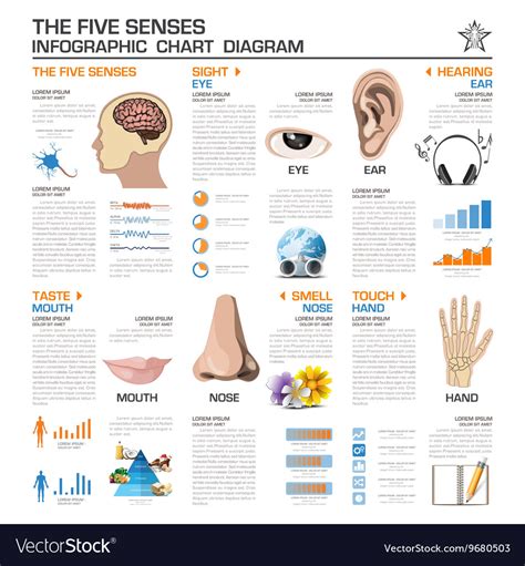 The Five Senses Infographic Chart Diagram Vector Image