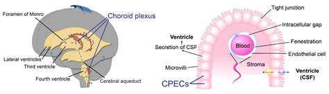 Cerebrospinal Fluid Csf And The Choroid Plexus Anatom