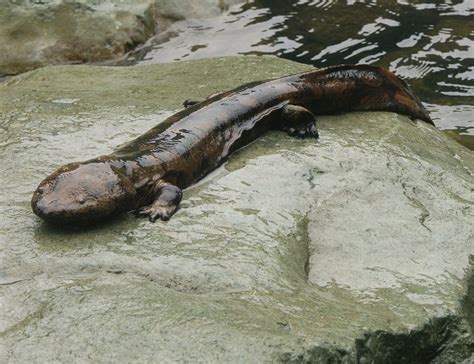 The largest is the chinese giant salamander, which grows to 1.8 metres while most other salamanders are only 5 to 15 centimetres in length. Conserving the Chinese giant salamander | EDGE of Existence