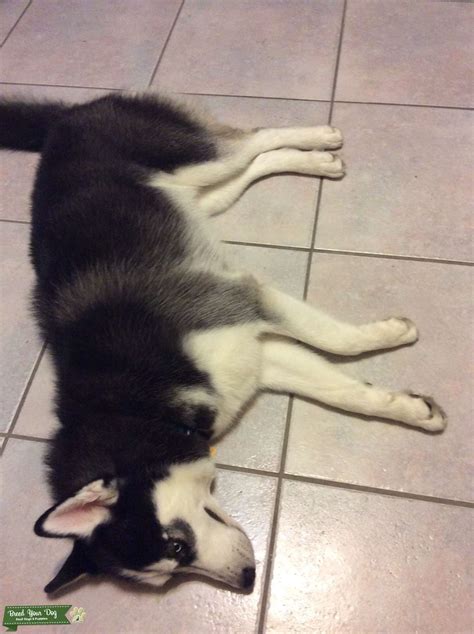 Pure Breed Siberian Husky Male Stud Dog In Broward County The United