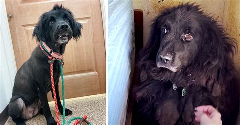 Neglected Dog Spent Six Years Stuck In A Corner Until Someone Finally