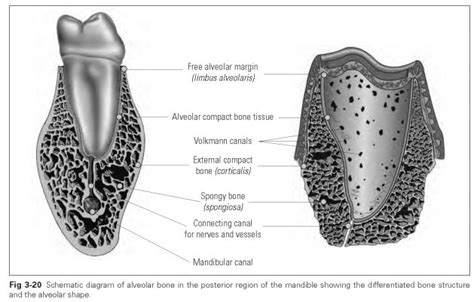 Trabecular Bone Tooth