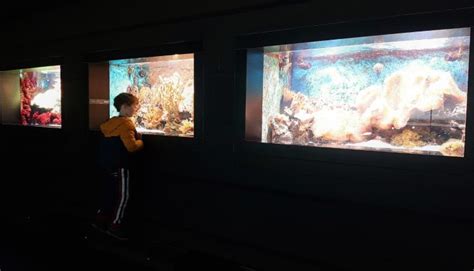 Aquarium Amsterdam Reistipsmetkidsnl