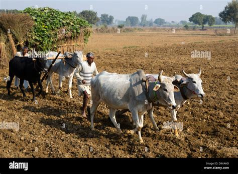 Ploughing With Cows Hi Res Stock Photography And Images Alamy