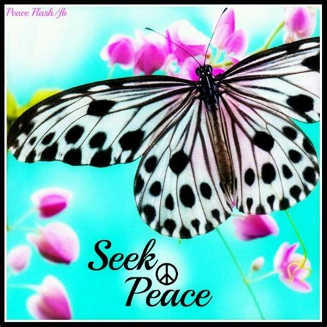 Butterflies Peace Seek Peace Peace And Love