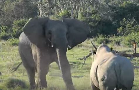 Elephant And Rhino Engage In Fight At The Kruger