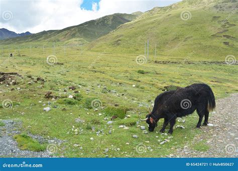 Yak Cattle In Tibetan Areas Meadow Stock Image Image Of Countryside