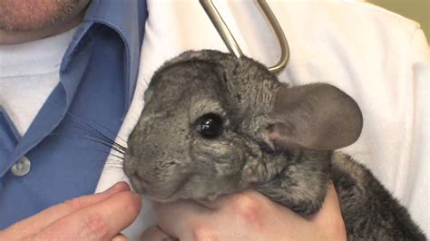 Chinchillas can make wonderful pets for the right person, but before deciding on a pet chinchilla, familiarize yourself with their unique characteristics and all aspects of their care. Chinchilla Pets : What Is Being Done to Save Chinchillas ...