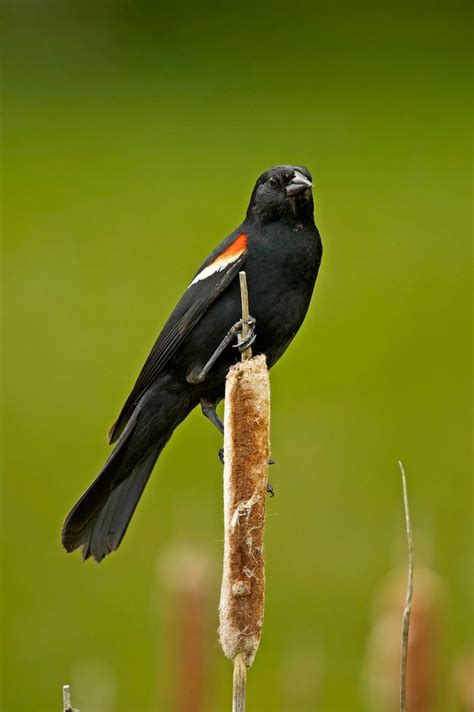 Get Ready For Red Winged Blackbird Season Birds And Blooms