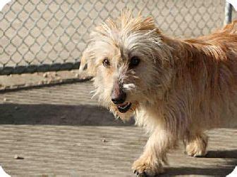 107 sitters in denver, co average rate: Denver, CO -. Meet EINSTEIN a Dog for Adoption. | Dog ...